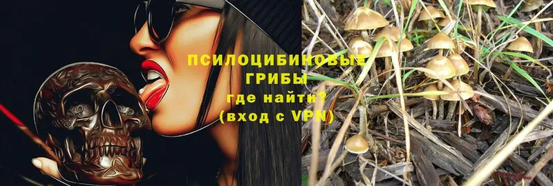 Псилоцибиновые грибы MAGIC MUSHROOMS  KRAKEN маркетплейс  Моздок 